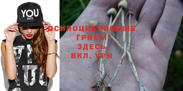 сатива Каменногорск